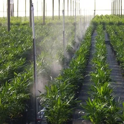 thumbnail for publication: Cold Protection of Foliage Plants in Shadehouses and Greenhouses